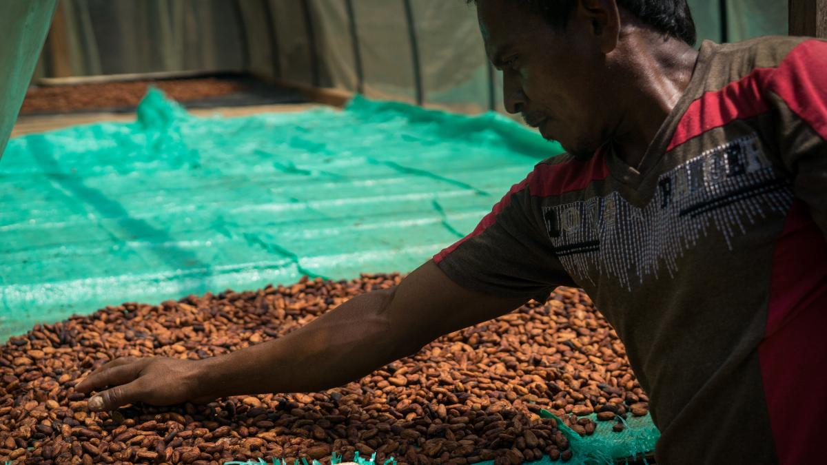 A farmer prepares cacao beans