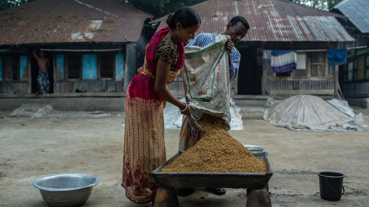 Taroni and his wife pour grains of rice onto a table to dry