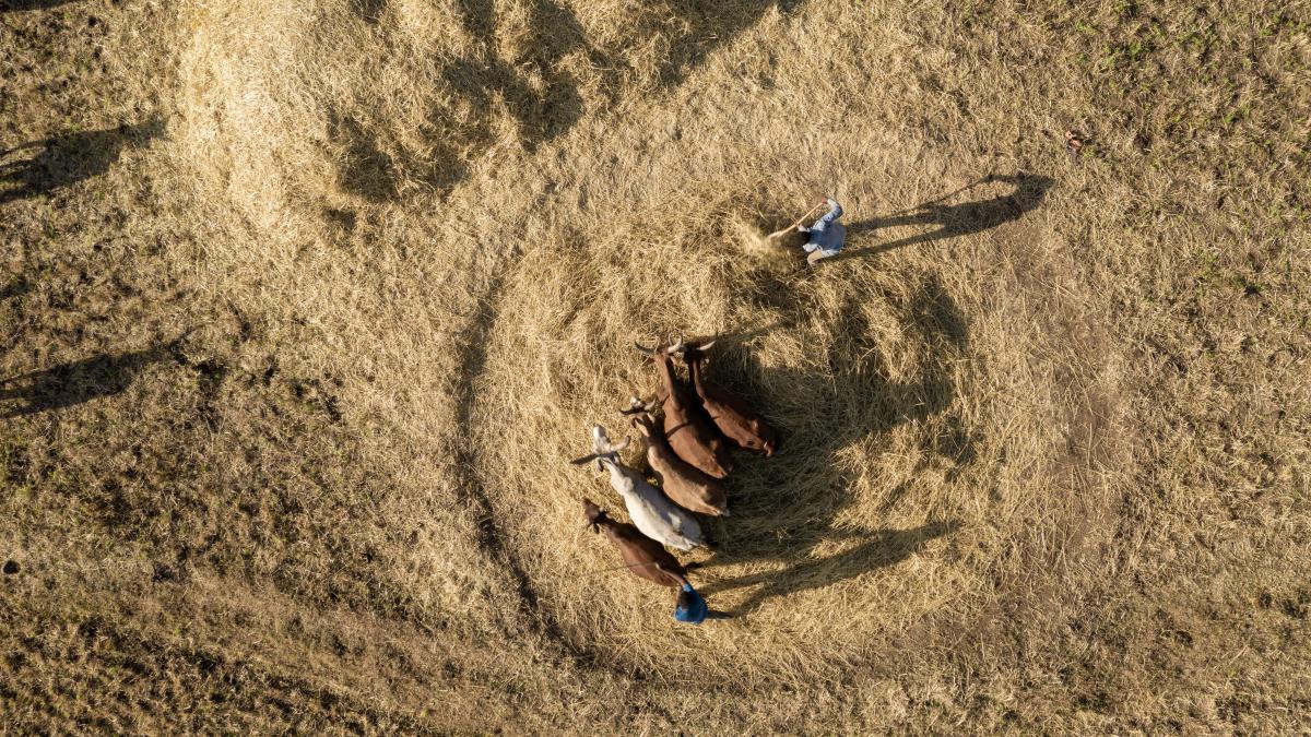 An overhead picture of cattle circling around a pile of feed.