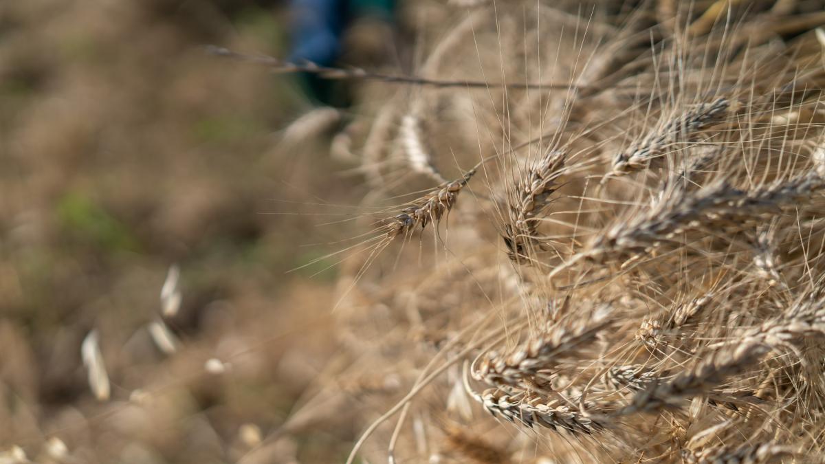 Closeup of wheat stalks.