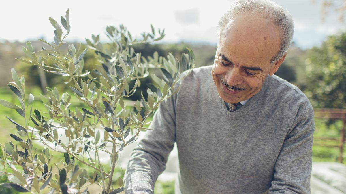 Khaled examines a young olive tree.