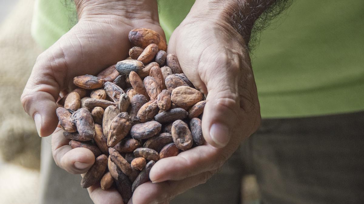 Close up of hands full of cocoa beans