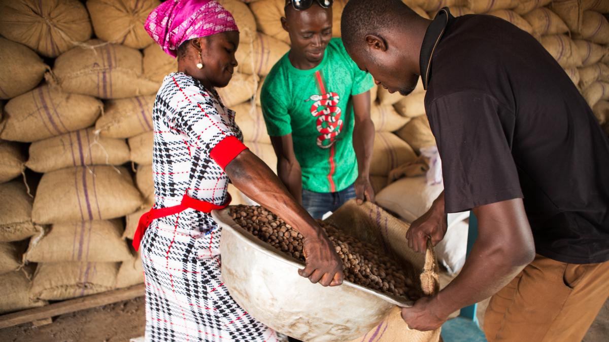 A woman empties a large bucket of shea nuts into a sack held open by two men.