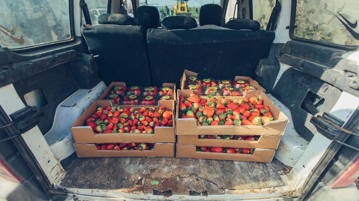Boxes of packaged strawberries are stacked up in the back of Osama Abu Al-Rub's van ready to be brought to the market. 
