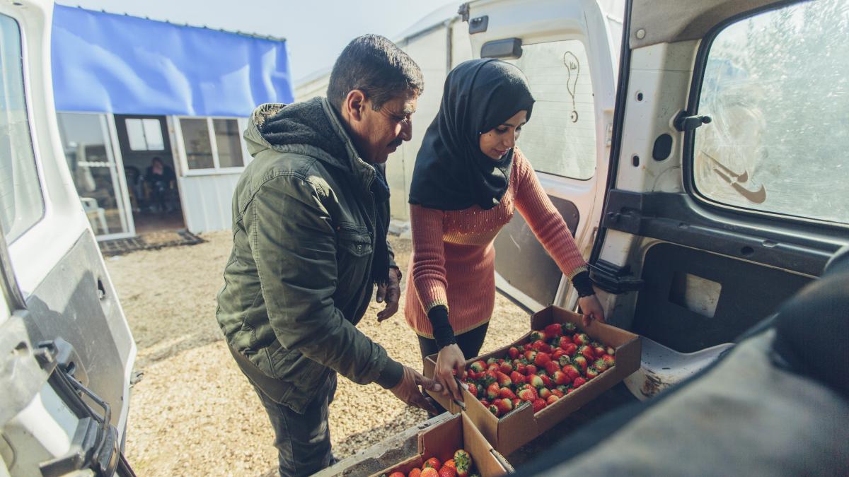 A man and a woman removing boxes of strawberries from the back of a vehicle.