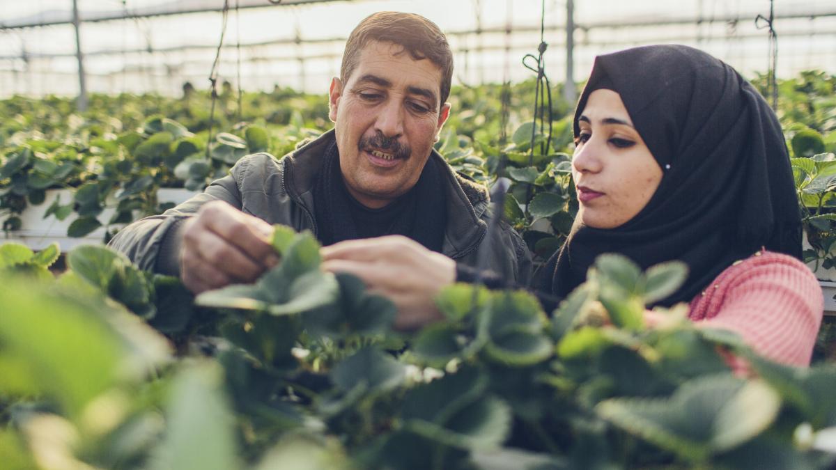 A man and a woman inspect a strawberry plant
