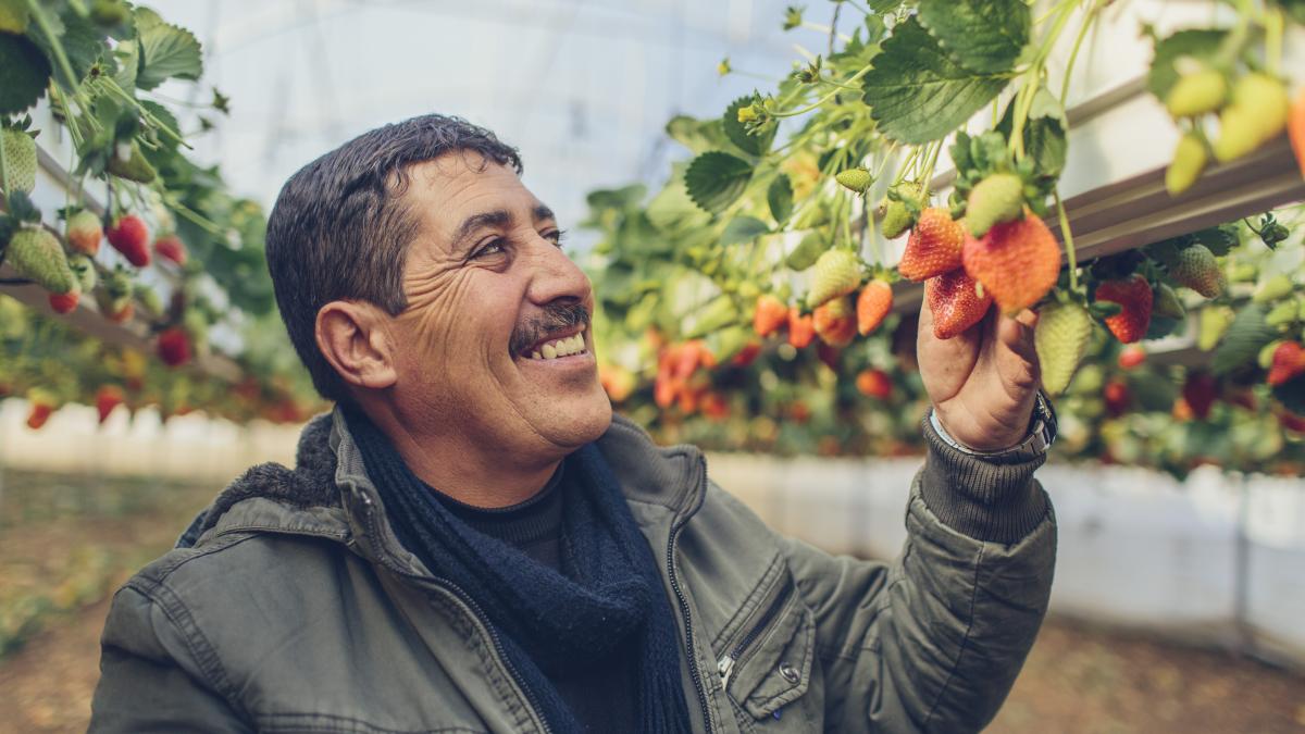 Smiling man looking at strawberry plants.