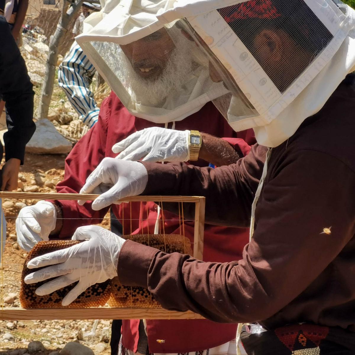 Mr. Hani Saleh Bahkam, 43, practices the correct way to install beeswax on a hive frames.
