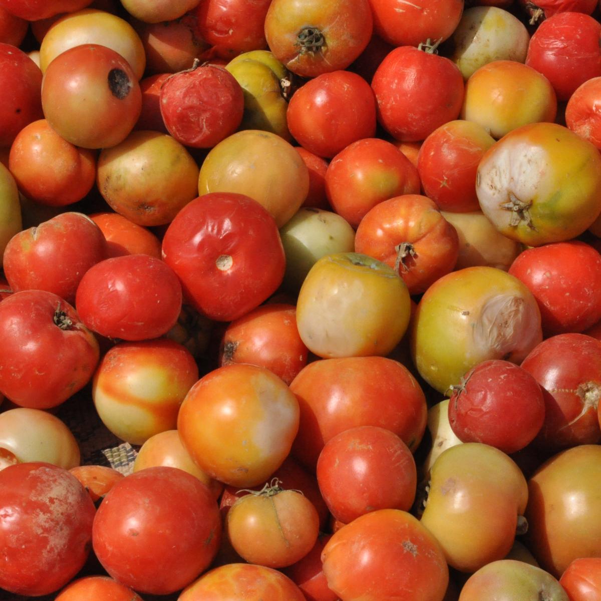 Garden tomatoes