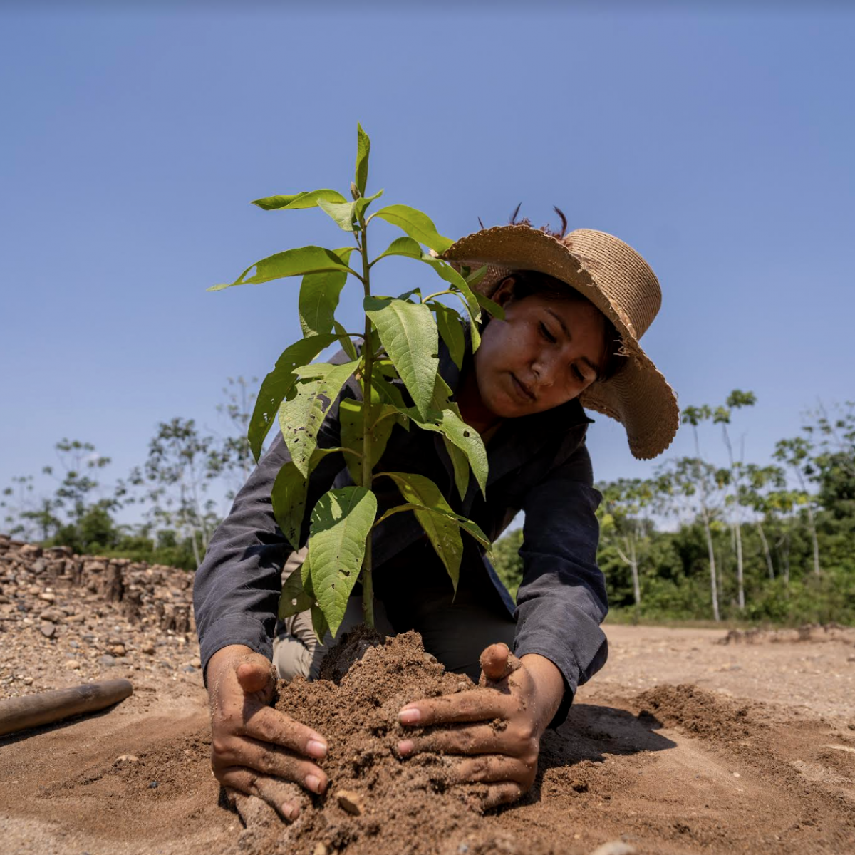 Woman plants species in an area that has been deforested by illegal mining