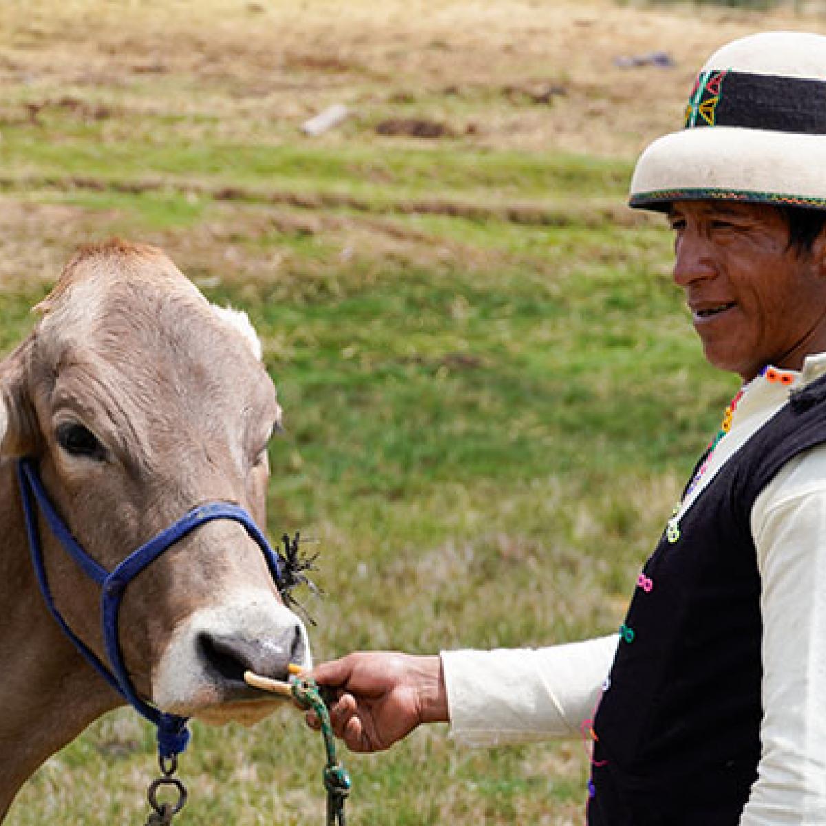 An andean farmer with a Brown Swiss cow.