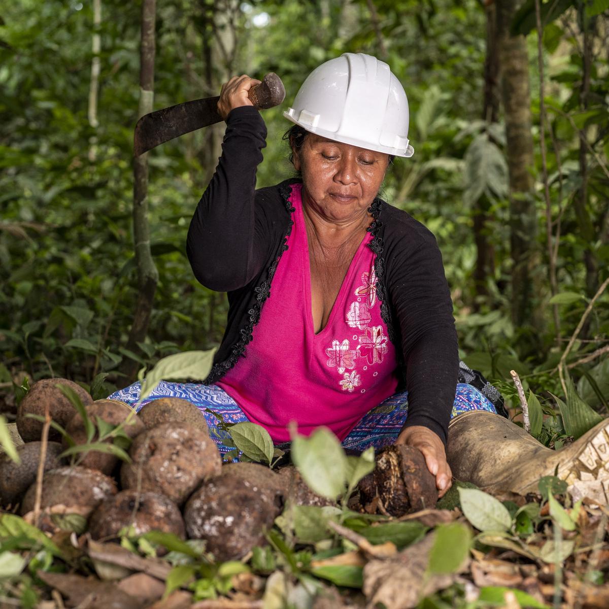 A woman in the rainforest siting on the ground cutting a Brazil nut