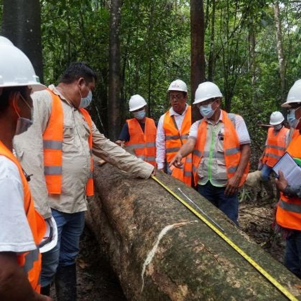 A group of indigenous people measuring a log under the guidance of the OSINFOR team