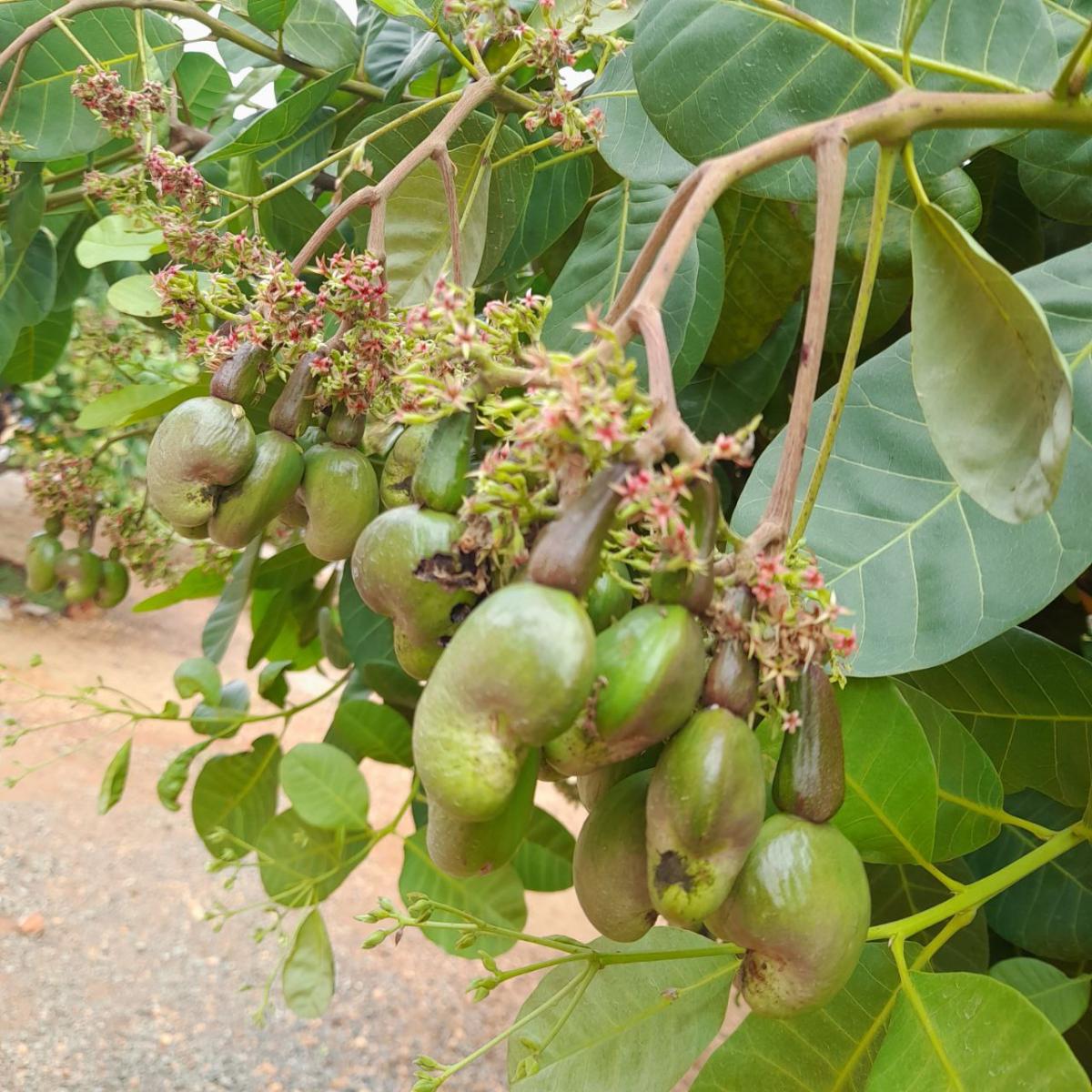 Improving the Cashew Value Chain: Connecting Cambodians to the Global ...
