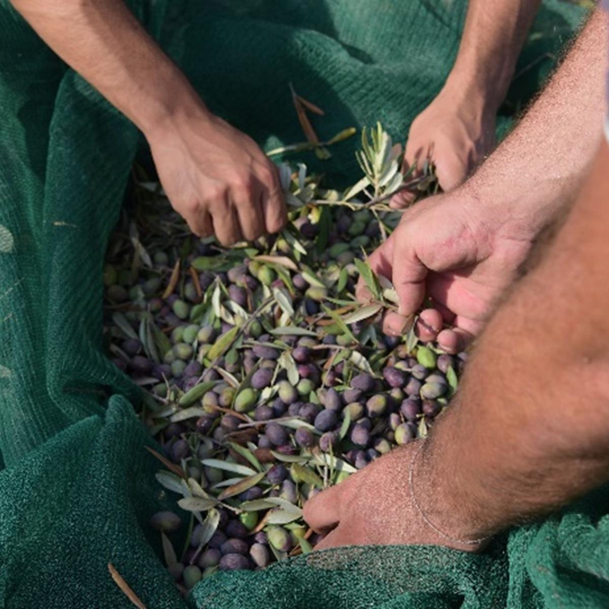 Olives are the main crop produced in the South, harvesting accounts for 40% of the total cost of olive production. 