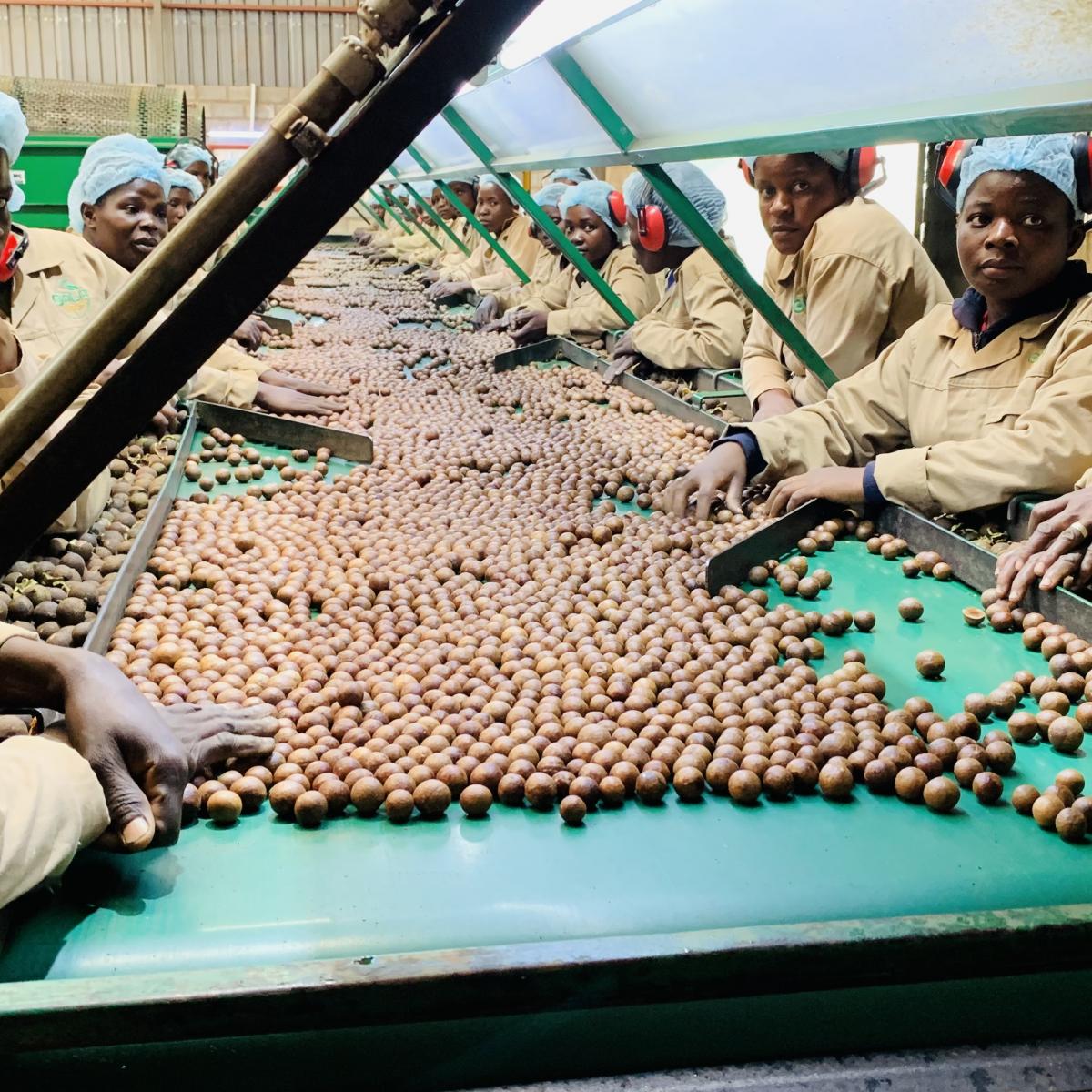 USAID’s Growth Poles Project is working with responsible private sector companies like Gala Macs to accelerate sustainable, resilient, and inclusive wealth generation for more than 500,000 Malawians including women – such as these ones on the macadamia sorting line. Photo Credit: Oris Chimenya/USAID