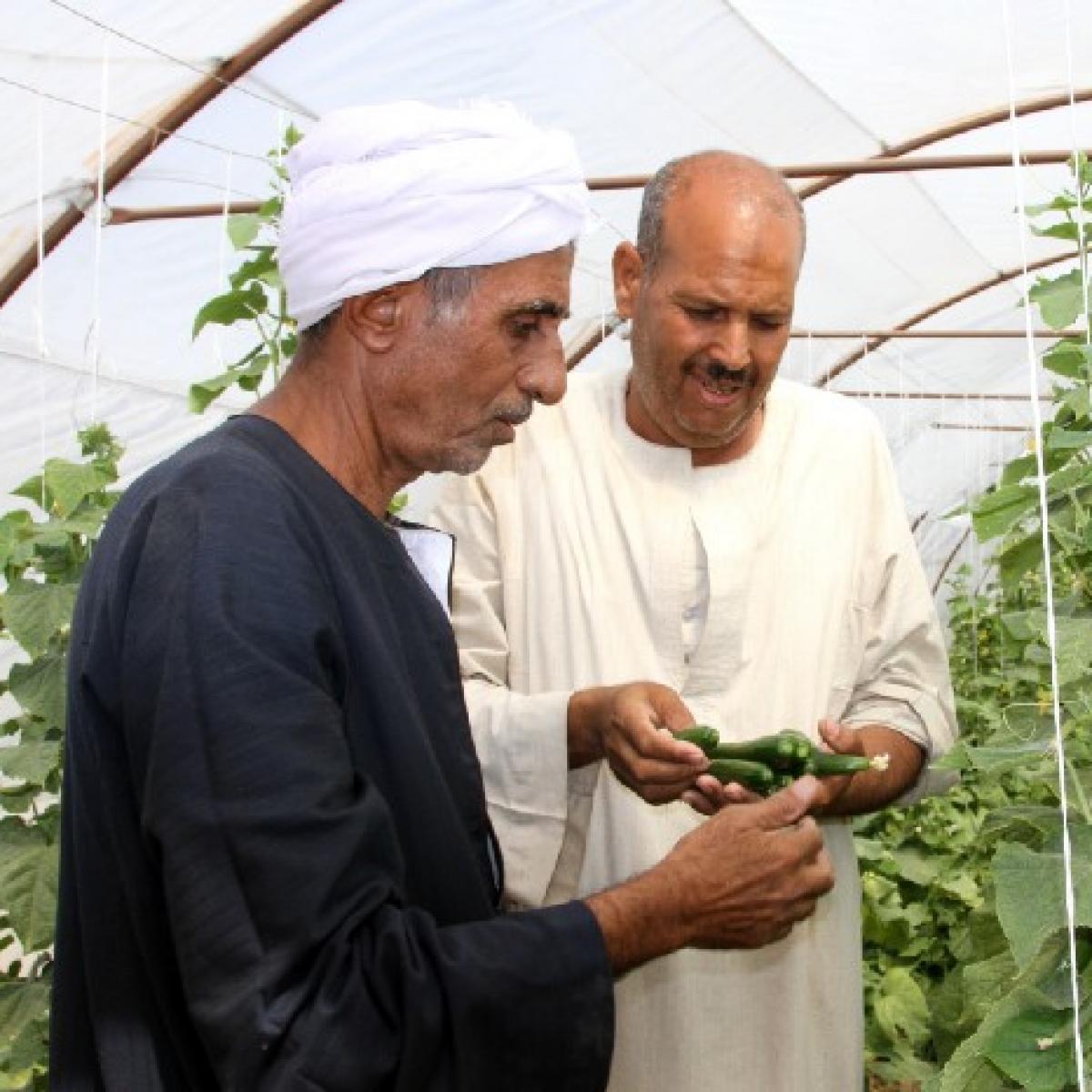 Saad Hamed, left, provides guidance to a member of the farm association he leads in Esna, a small town in southern Egypt. 