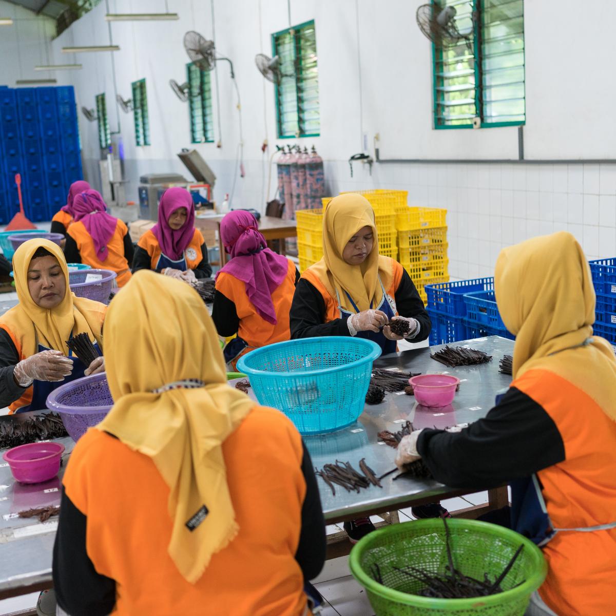 Workers process vanilla beans at the Cooperative Business International (CBI) spice factory in Klaten