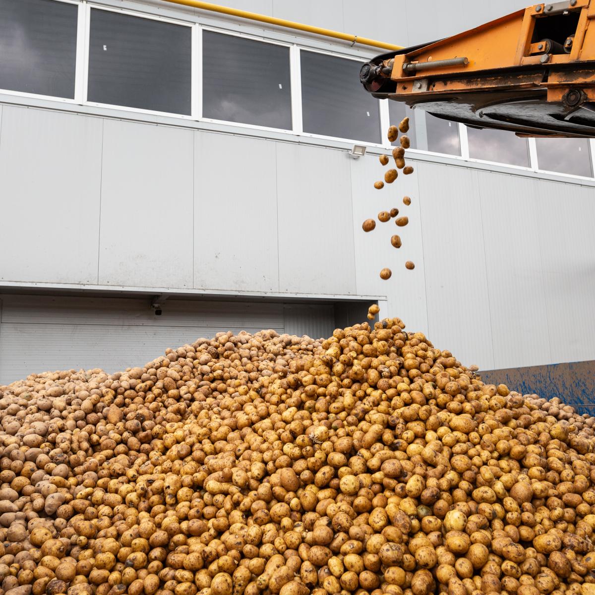 Incoming potatoes are washed and sorted in batches
