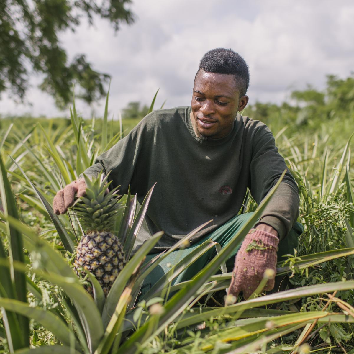 Farmer looks at a pineapple growing in a field.