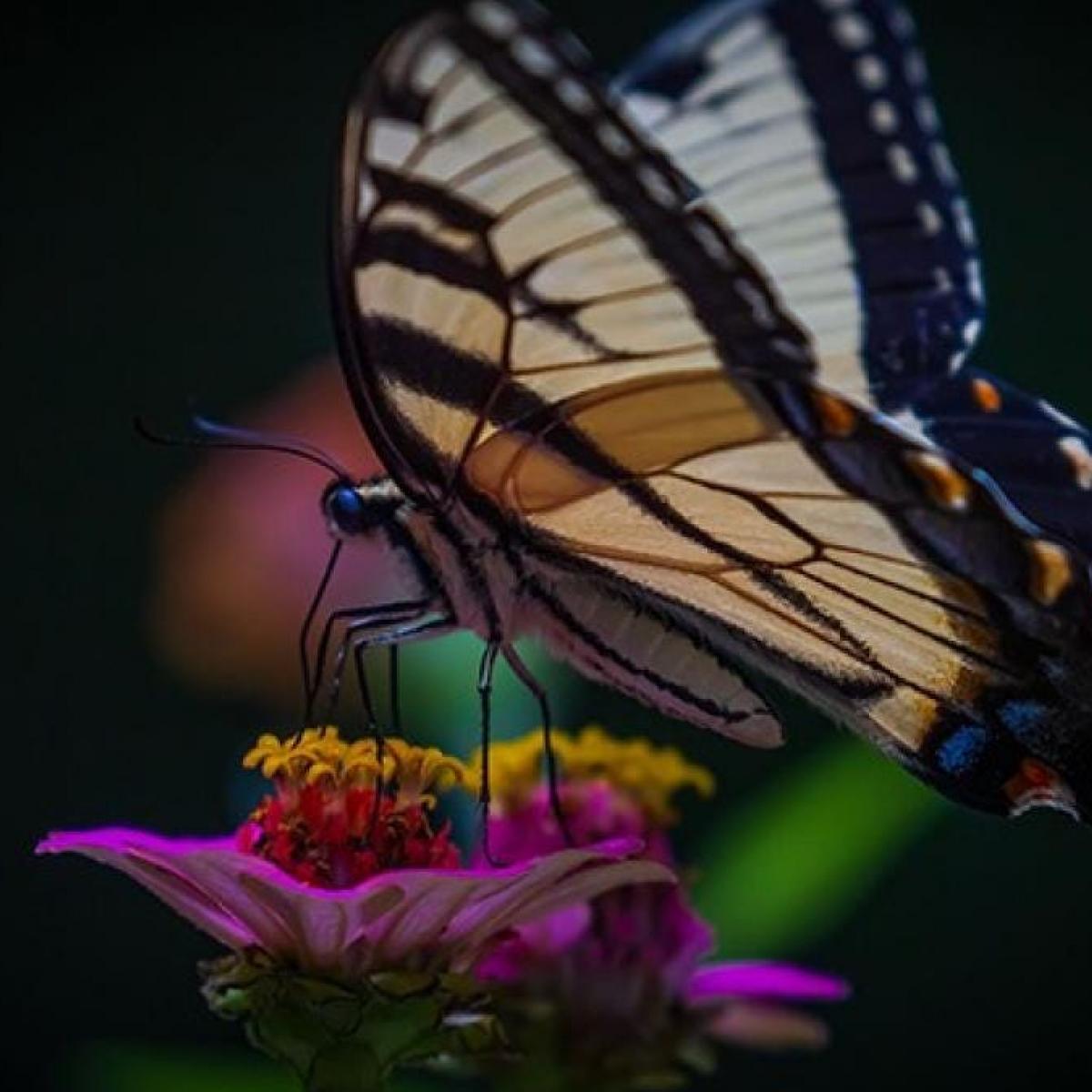 Eastern tiger swallowtail (Papilio glaucus) drinking nectar from zinnia flower. 