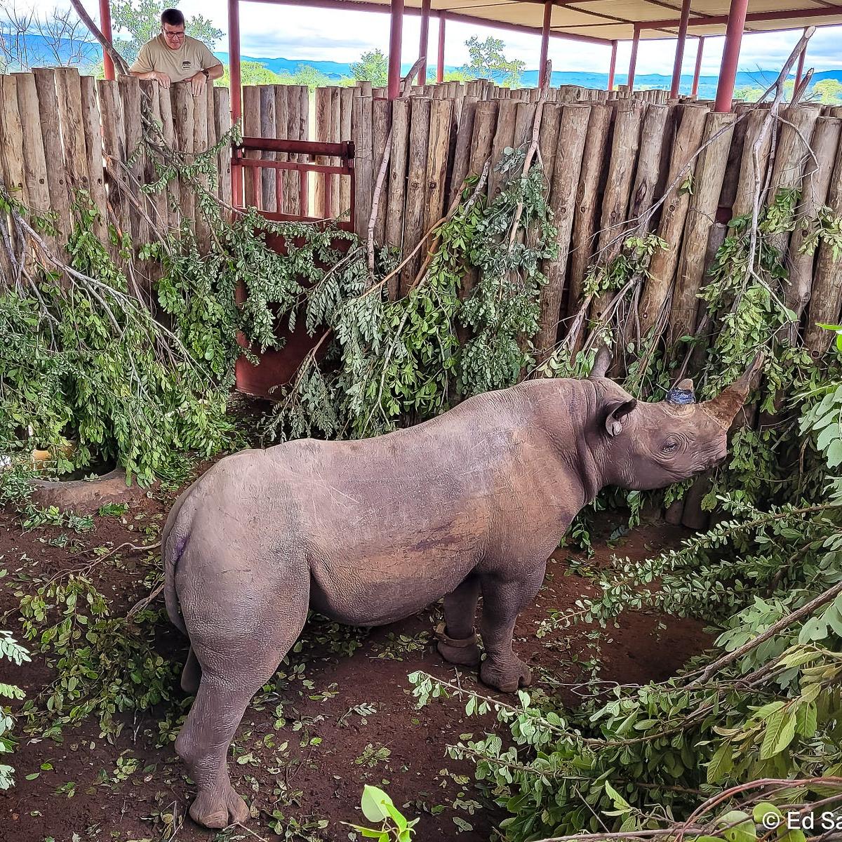 Chilunda, a young black rhino, is back home in Zambia in a wooden pen surrounded by leafy branches.