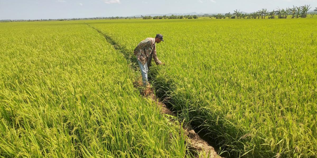 Los cultivos de arroz suelen tardar unos cuatro meses en crecer. Las técnicas agrícolas tradicionales emplean un uso excesivo de pesticidas y fertilizantes, los cuales contaminan las cuencas hidrográficas y los ecosistemas marinos.