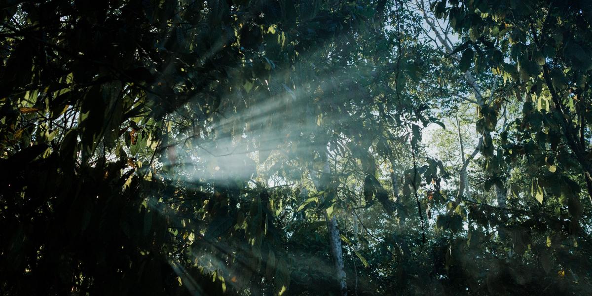 Sunrays going through the leaves on the Amazon rainforest