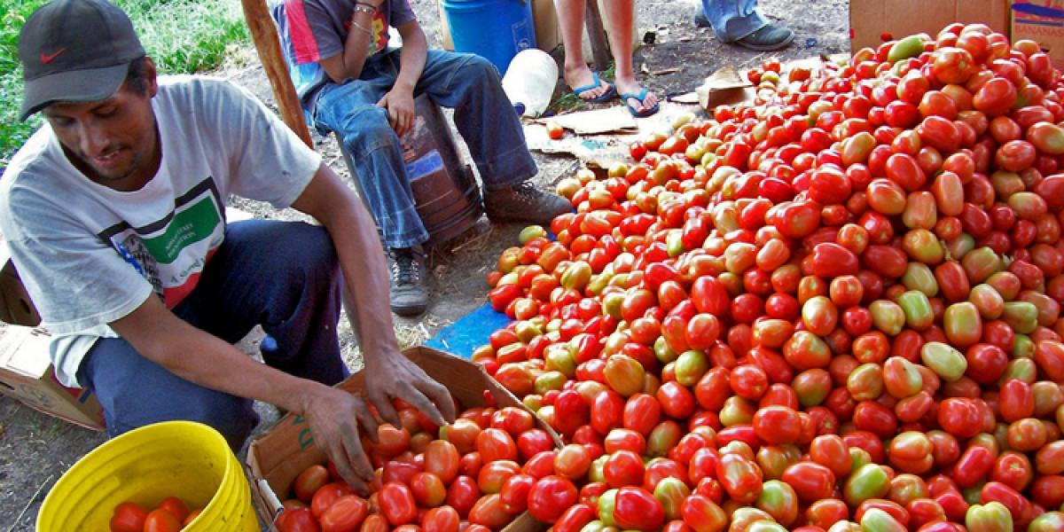 Improving tomato crop production in Honduras. 