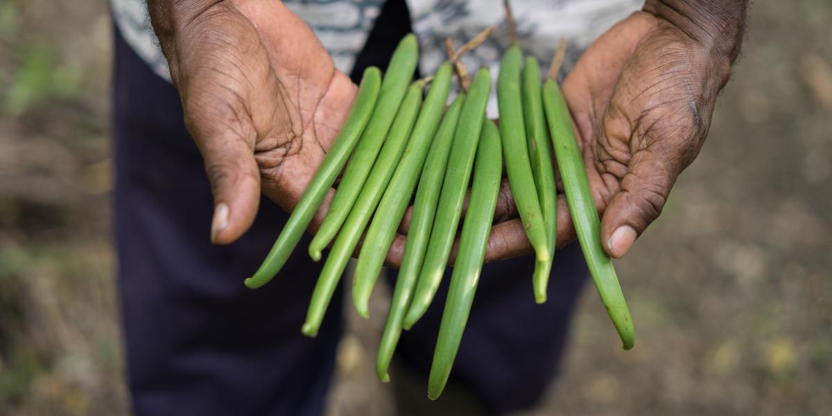 Farmer Agustinos Daka, 61, harvest vanilla beans in his farm.