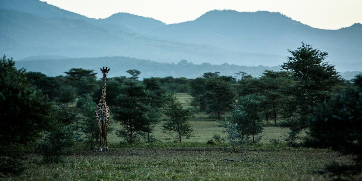 A giraffe in Tanzania