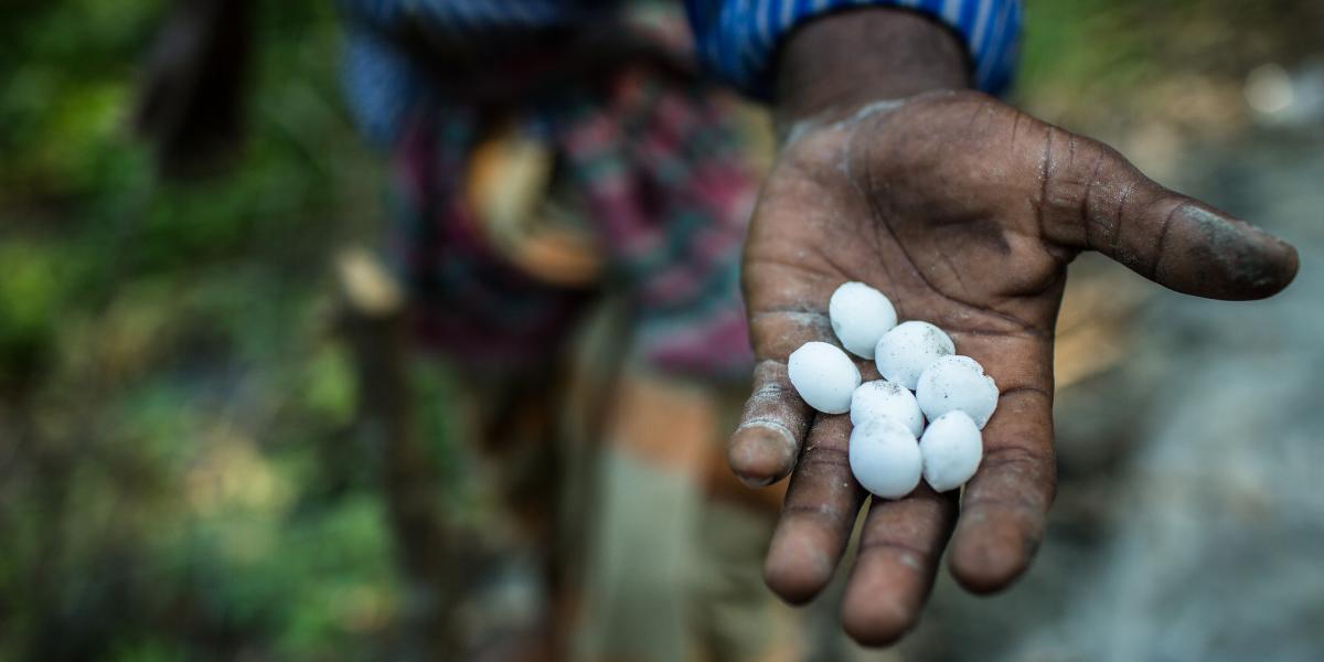 Taroni holds white fertilizer pellets in his hand