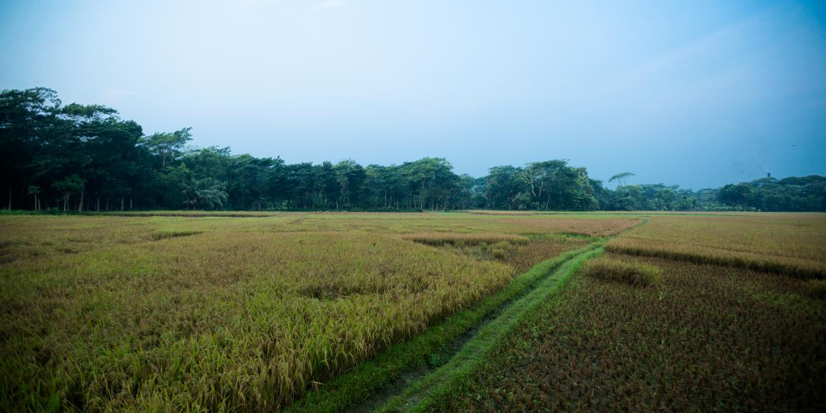A landscape view of Taroni's rice farm