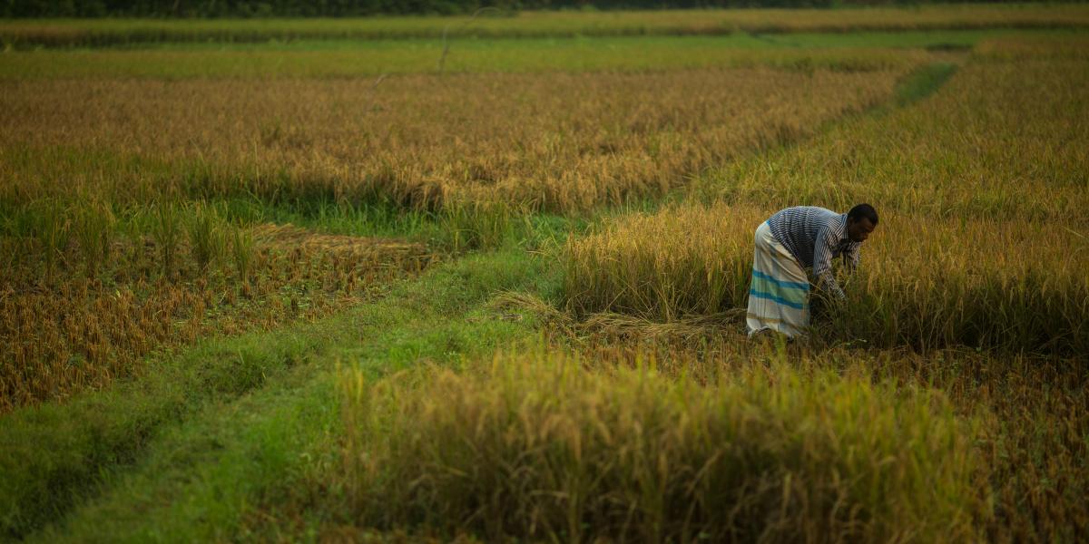 Taroni Kanta Shikari tends to his rice crop