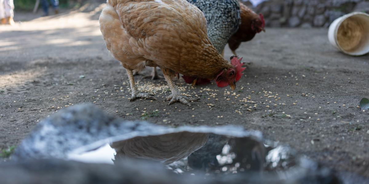 Closeup of a chicken eating from the ground.
