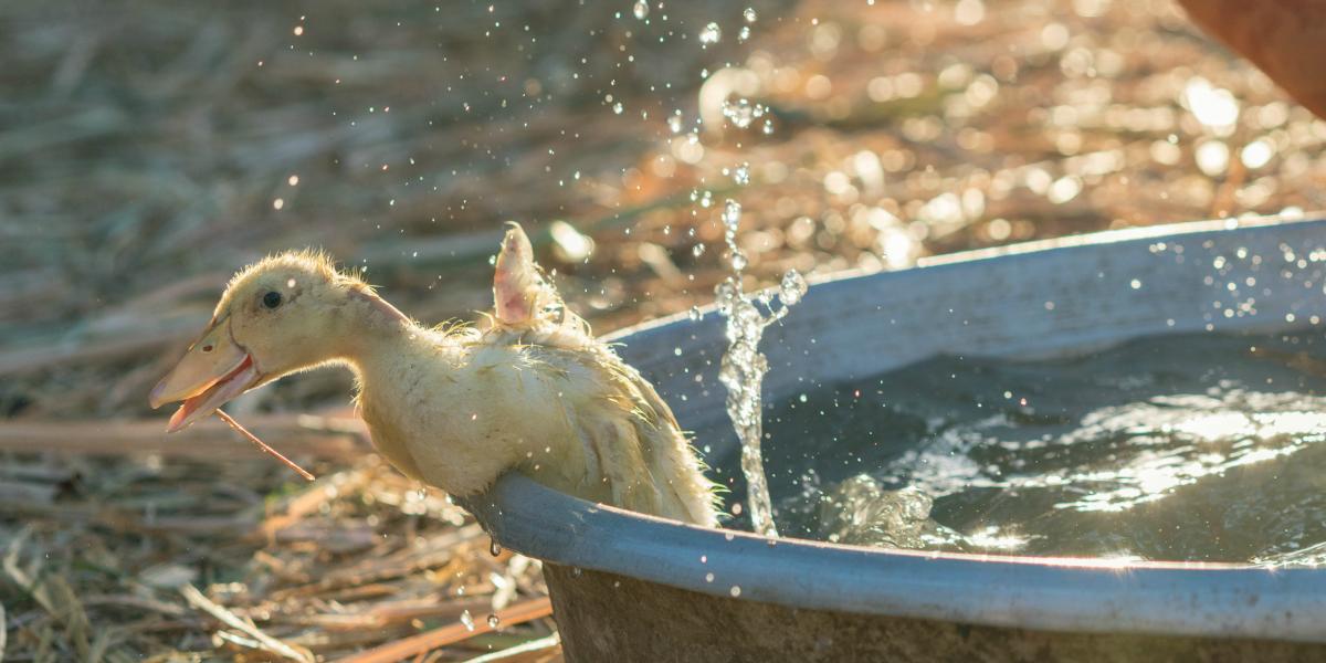 A duckling jumping out of a bucket of water.