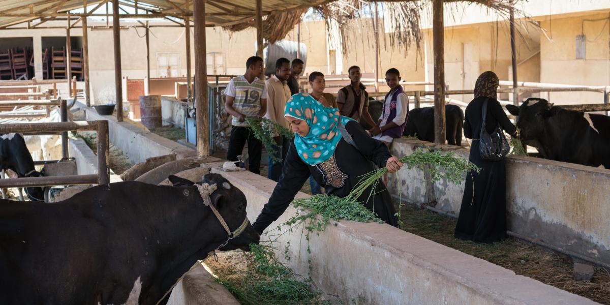 Young women feed cattle as other students gather behind them.