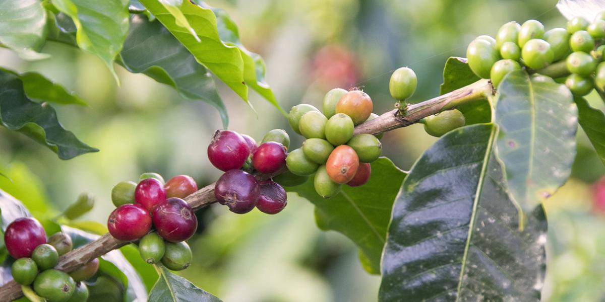 Coffee beans on a branch.