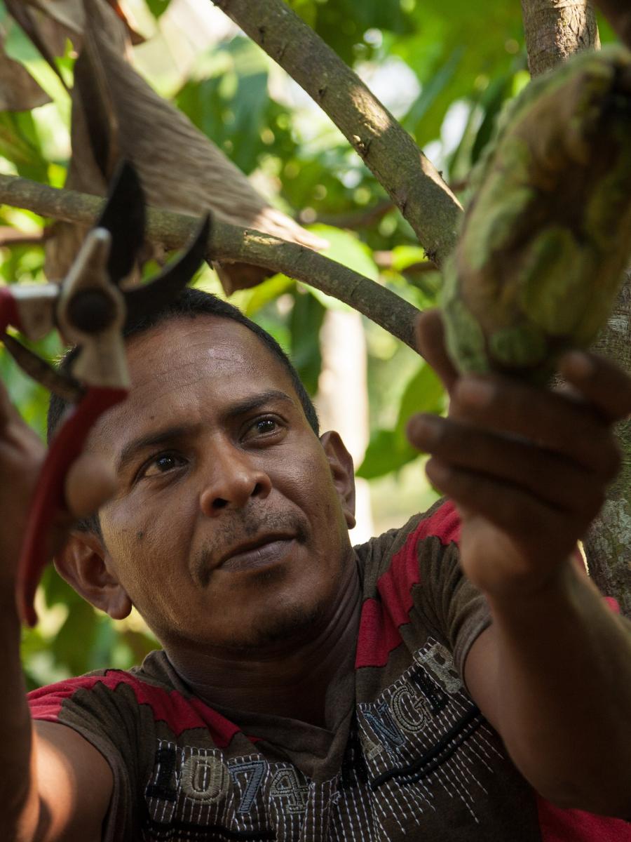 Orley reaches for a cacao