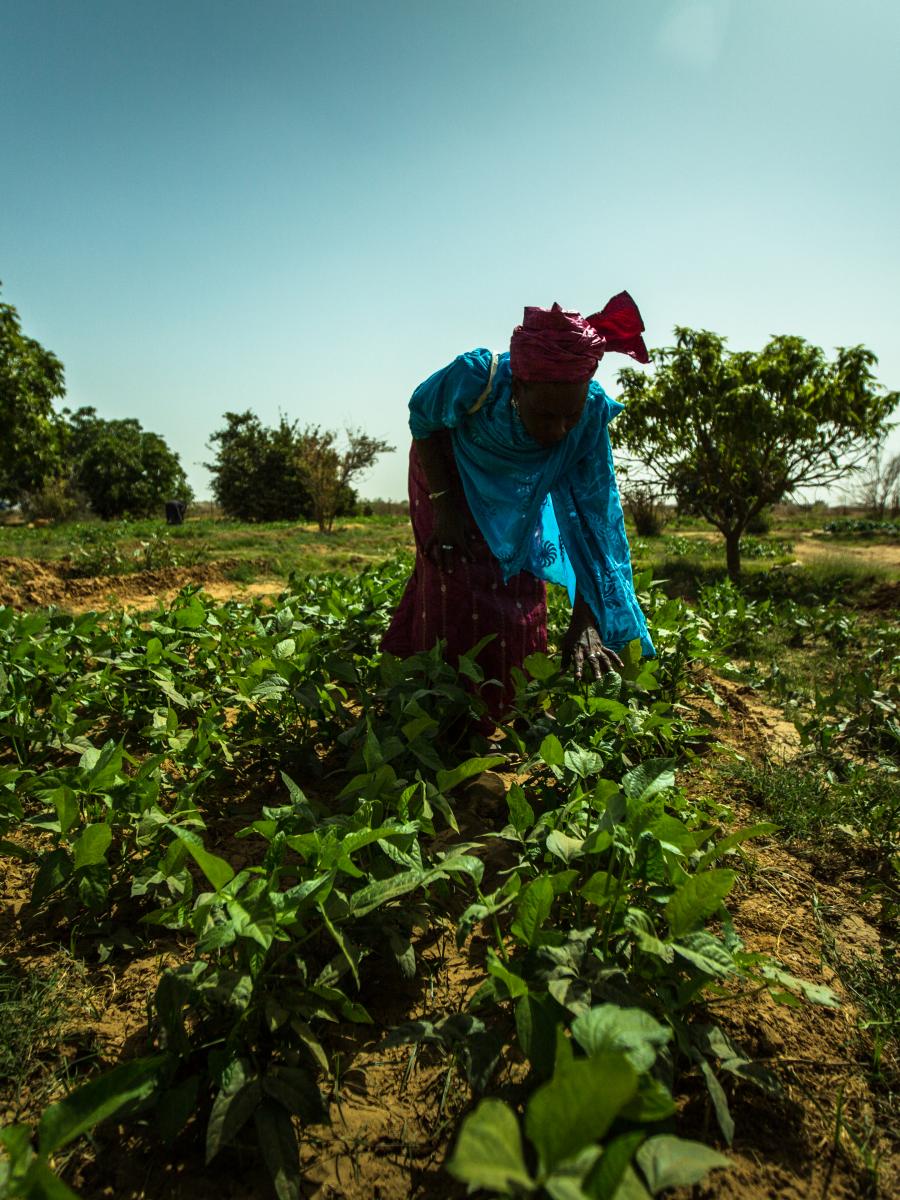 A farmer at work in her field.