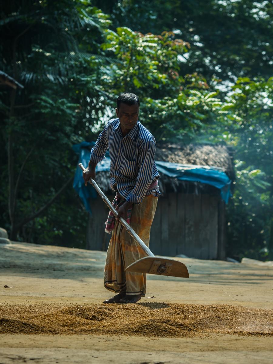 Taroni Kanta Shikari uses a rake to spread out grains of rice