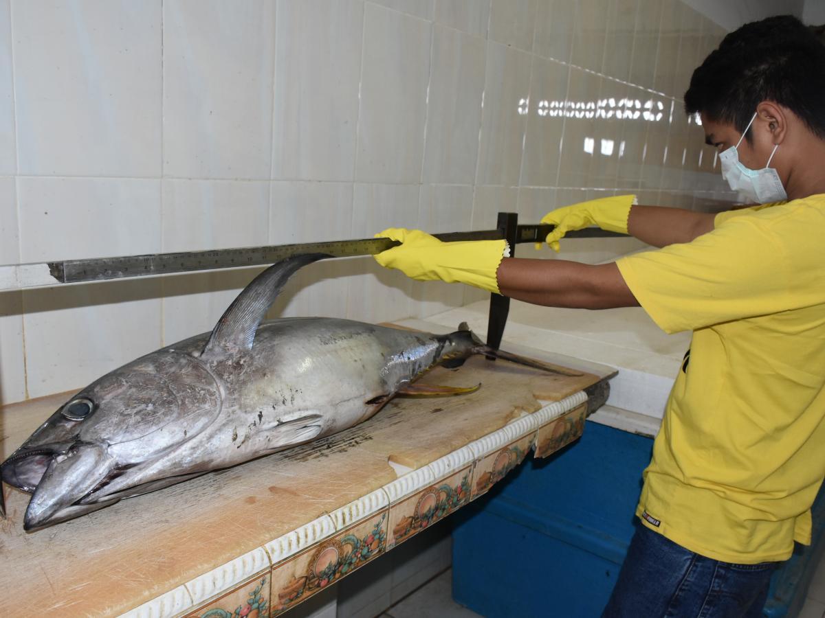Petugas lapangan dari Yayasan Masyarakat dan Perikanan Indonesia (MDPI) mengukur panjang tuna ekor kuning menggunakan jangka sorong di Desa Tippulue, Kabupaten Bone, Provinsi Sulawesi Selatan.