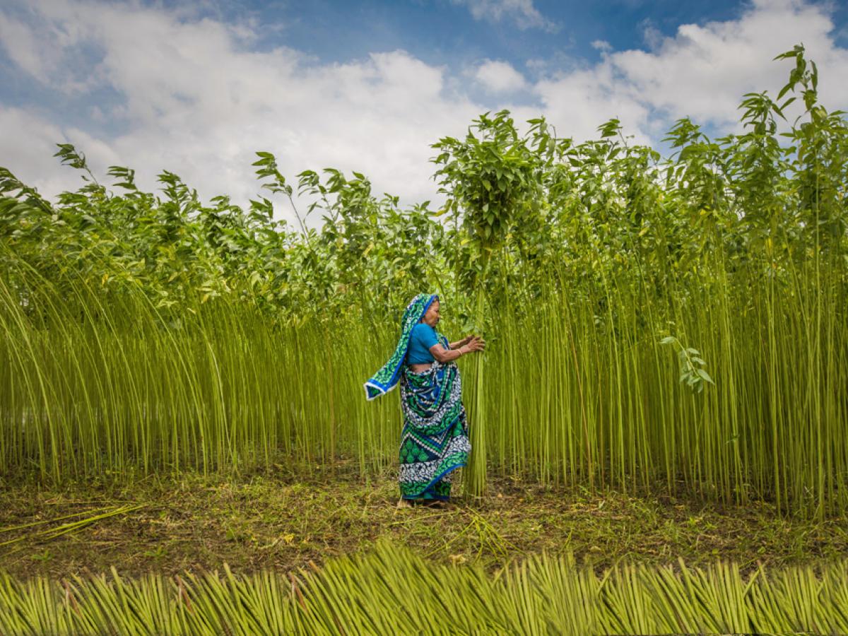 A woman in Bangladesh tends to her crop