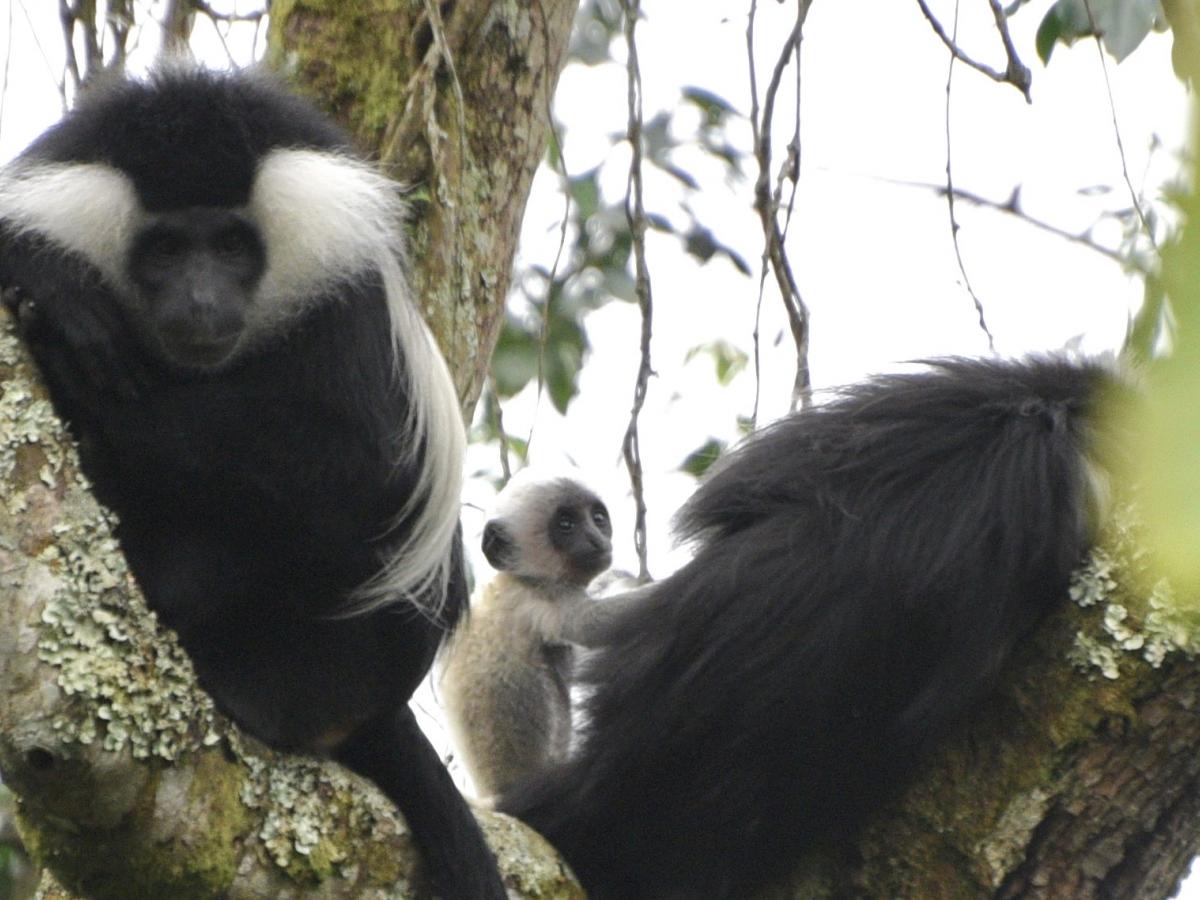 colobus monkey family with baby