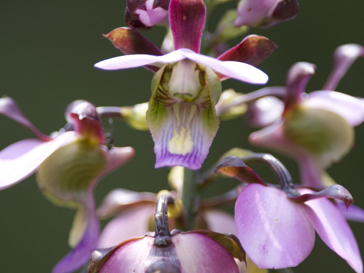 purple terrestrial orchid