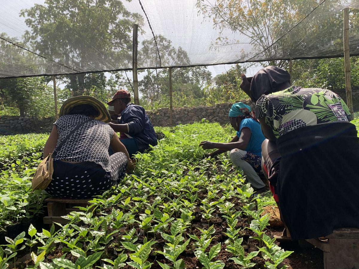 A group of coffee producers hand-weeding their nursery.