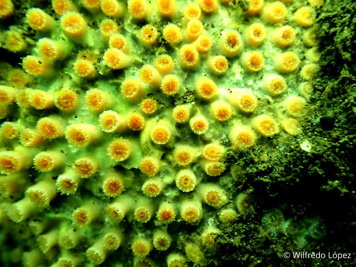 The west coast of El Salvador houses a colony of hard coral Astrangia cf equatorialis, which are marine animals attached to the bottom of hard substrates. 