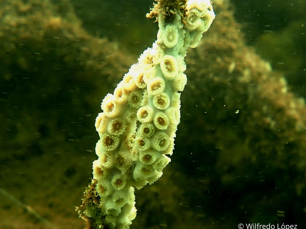 The west coast of El Salvador houses a colony of hard coral Astrangia cf equatorialis, which are marine animals attached to the bottom of hard substrates.