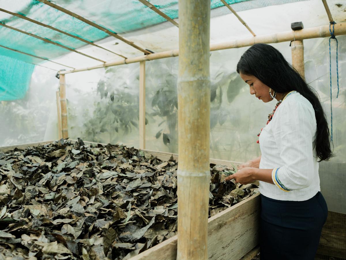 A woman in the greenhouse where the leaves are dried