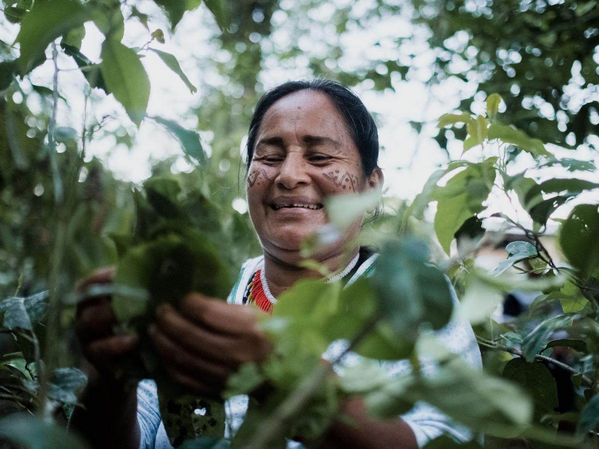 An indigenous woman gathering leaves to prepare guayusa
